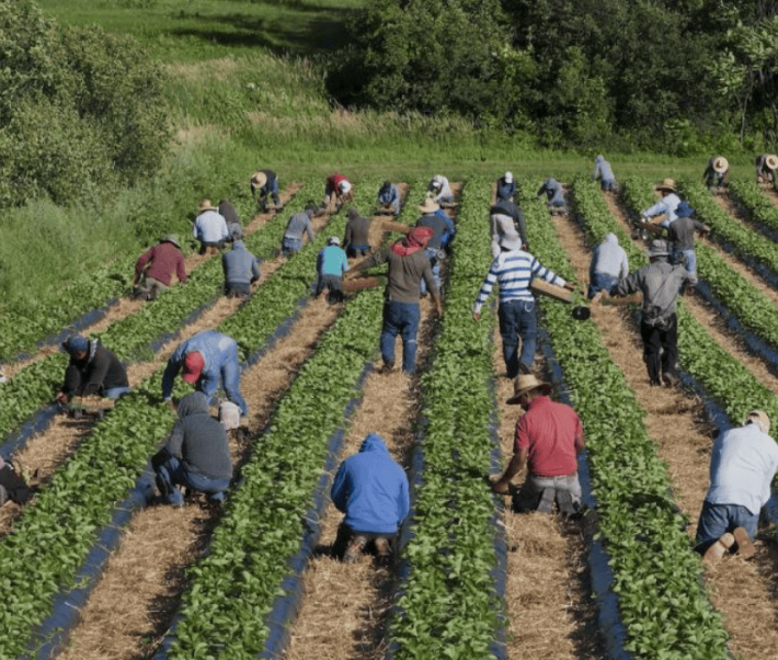 Visuel de lancement du rapport "Exploitation au travail des  travailleuses et travailleurs  migrants au Canada"