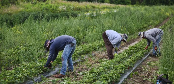 Strawberry Farming In Canada