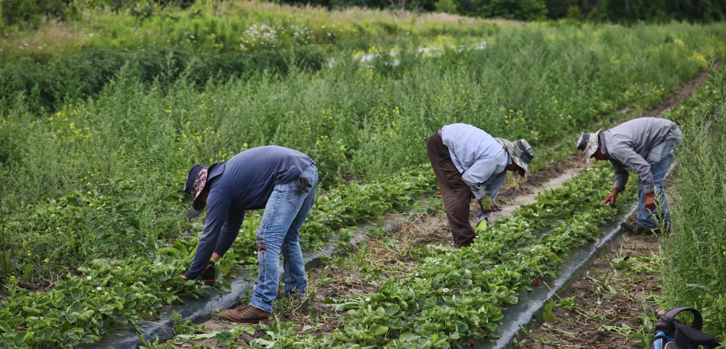 Strawberry Farming In Canada