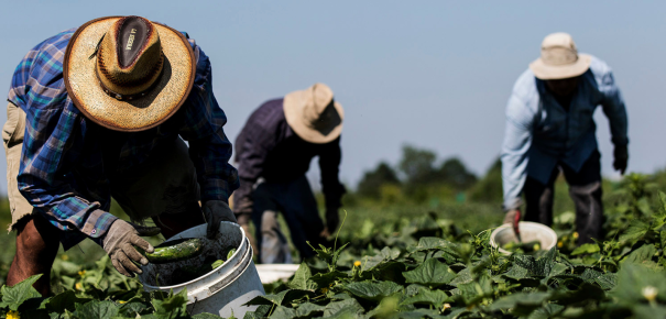 3 travailleurs migrants avec des chapeaux, récoltant des courgettes dans un champ