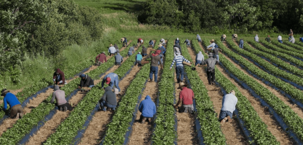 Visuel de lancement du rapport "Exploitation au travail des  travailleuses et travailleurs  migrants au Canada"