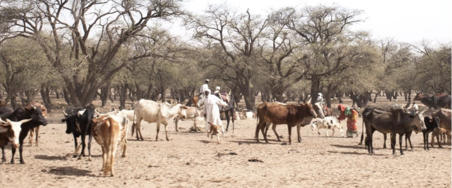 animaux ferme paysage