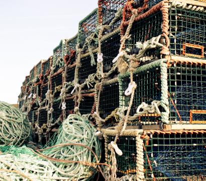 cage pêche homard