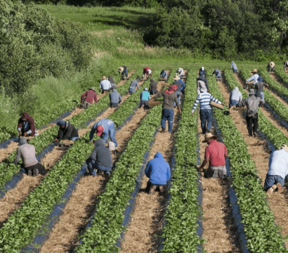 Des travailleuses et travailleurs migrants qui travaillent dans un champs