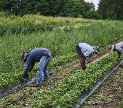 Strawberry Farming In Canada